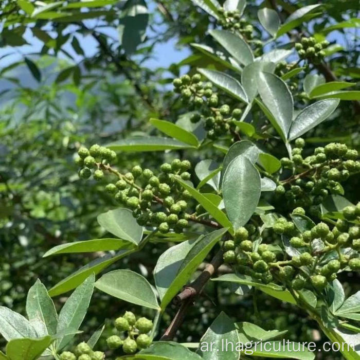 الجملة الفلفل الأخضر Sichuan Peppertree Prishlyash